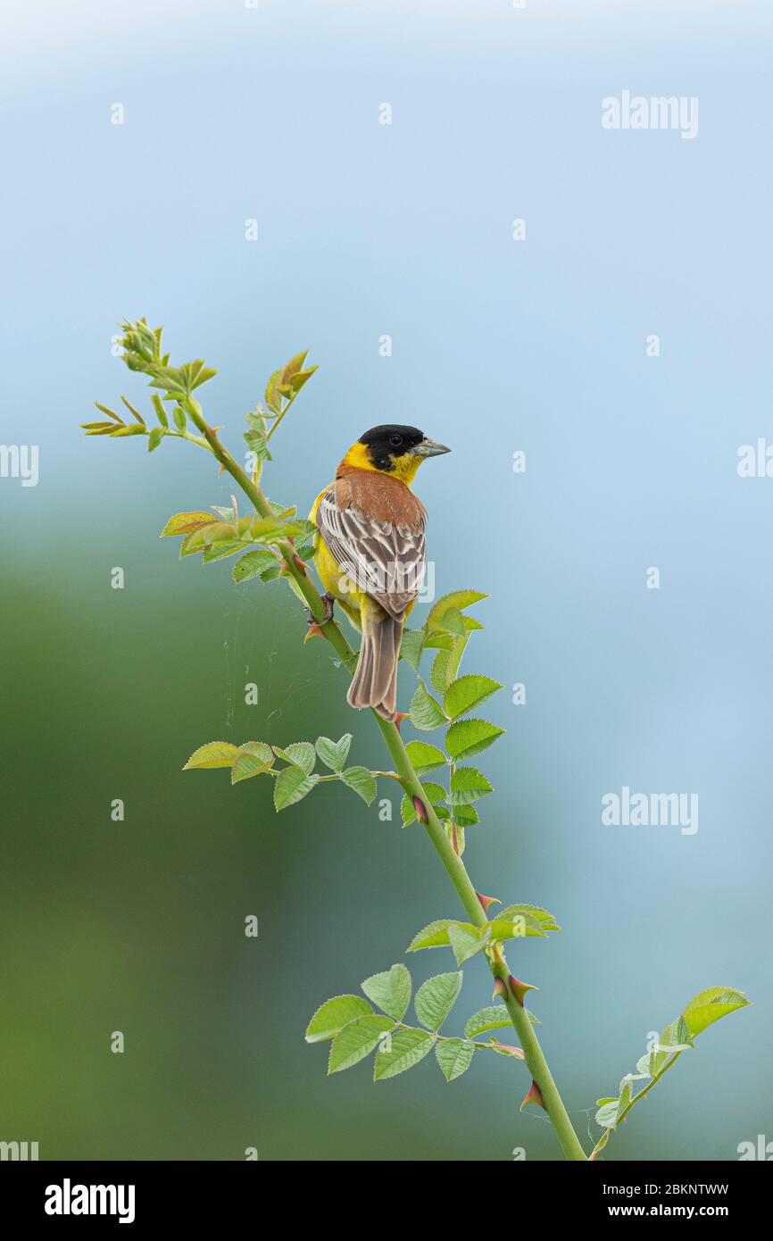 Un lapin à tête noire (Emberiza melanocephala) Banque D'Images