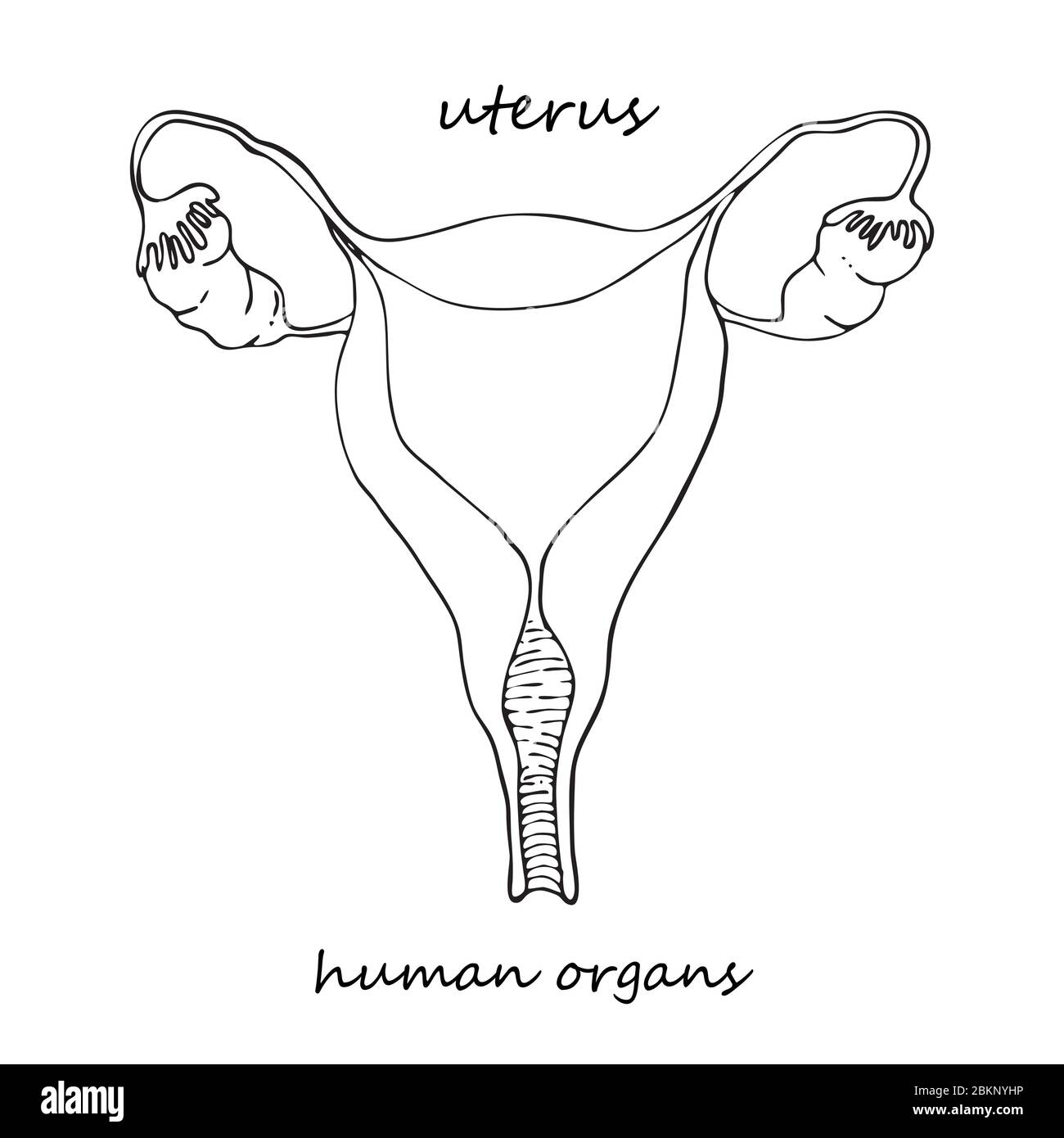 Utérus. Icône réaliste dessinée à la main des organes internes humains. Art. Ligne style d'esquisse. Concept de conception pour vos projets médicaux post-réhabilitation virale Illustration de Vecteur