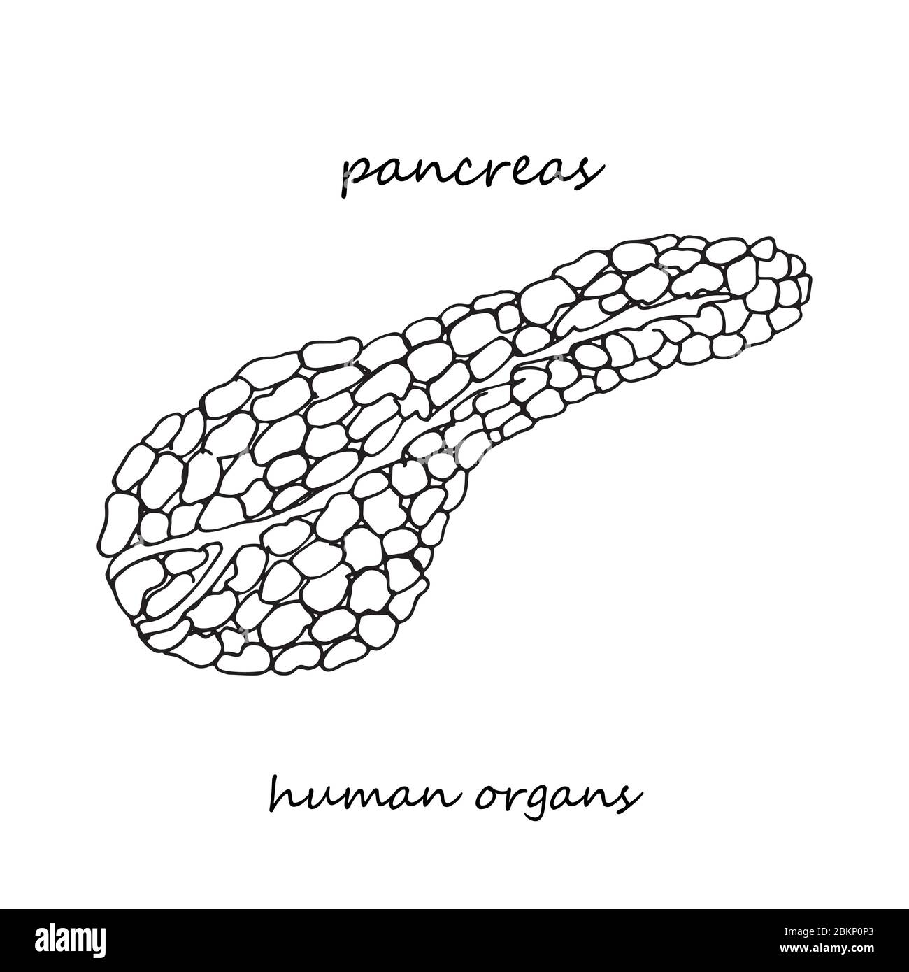 Pancréas. Icône réaliste dessinée à la main des organes internes humains. Art. Ligne style d'esquisse. Concept de conception pour vos projets médicaux post-viral Illustration de Vecteur