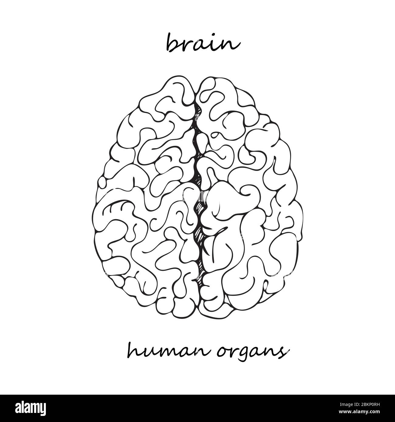 Cerveau. Icône réaliste dessinée à la main des organes internes humains. Art. Ligne style d'esquisse. Concept de conception pour vos projets médicaux post-réhabilitation virale Illustration de Vecteur