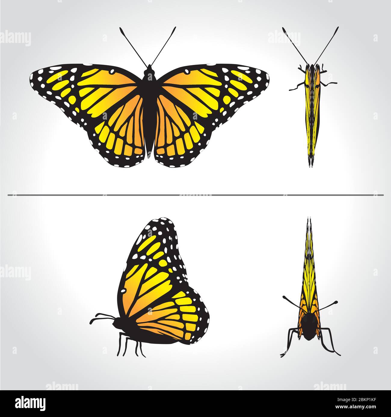 papillon papillon papillon papillon papillon vecteur monarque orange insecte flutter Illustration de Vecteur