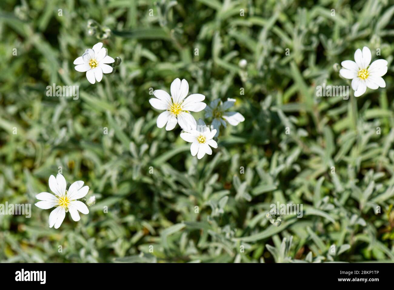 Les fleurs blanches en forme d'étoile d'une neige en été (Cerastium tomentosum) Banque D'Images