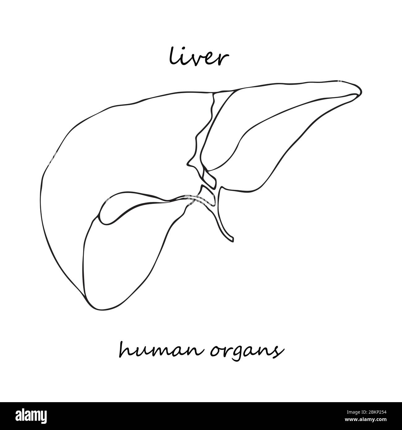 Foie. Icône réaliste dessinée à la main des organes internes humains. Art. Ligne style d'esquisse. Concept de conception pour vos projets médicaux post-réhabilitation virale Illustration de Vecteur