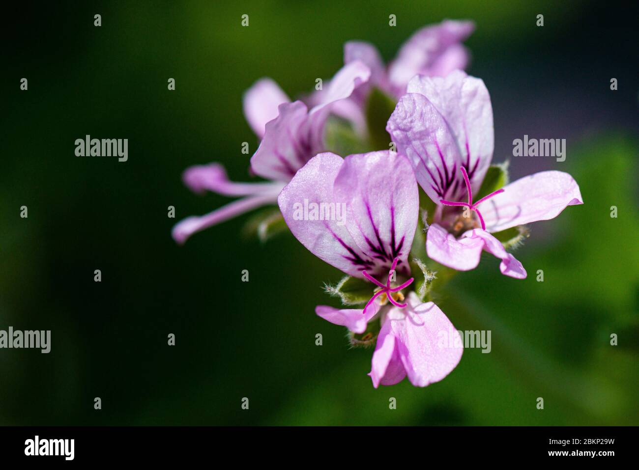 Les fleurs d'un pélargonium 'Attar de Roses' Banque D'Images