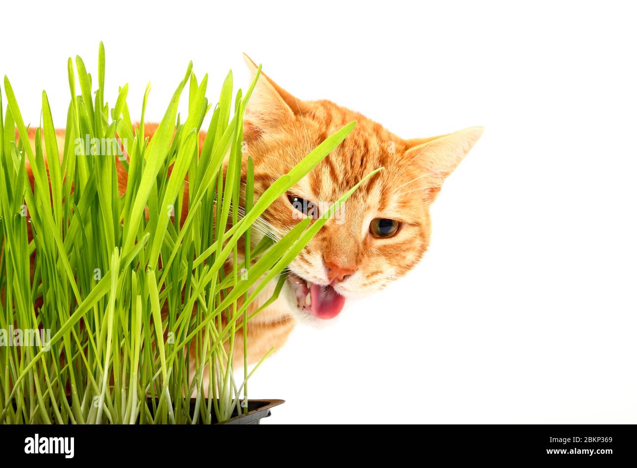 Ginger tabby chat mangeant de l'herbe de chat isolée sur un fond blanc Banque D'Images