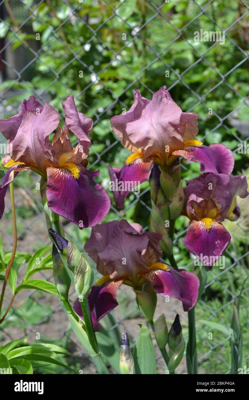 Luxueux iris violet. Plante rhizomateuse vivace de la famille des Iris (Iridaceae) Banque D'Images