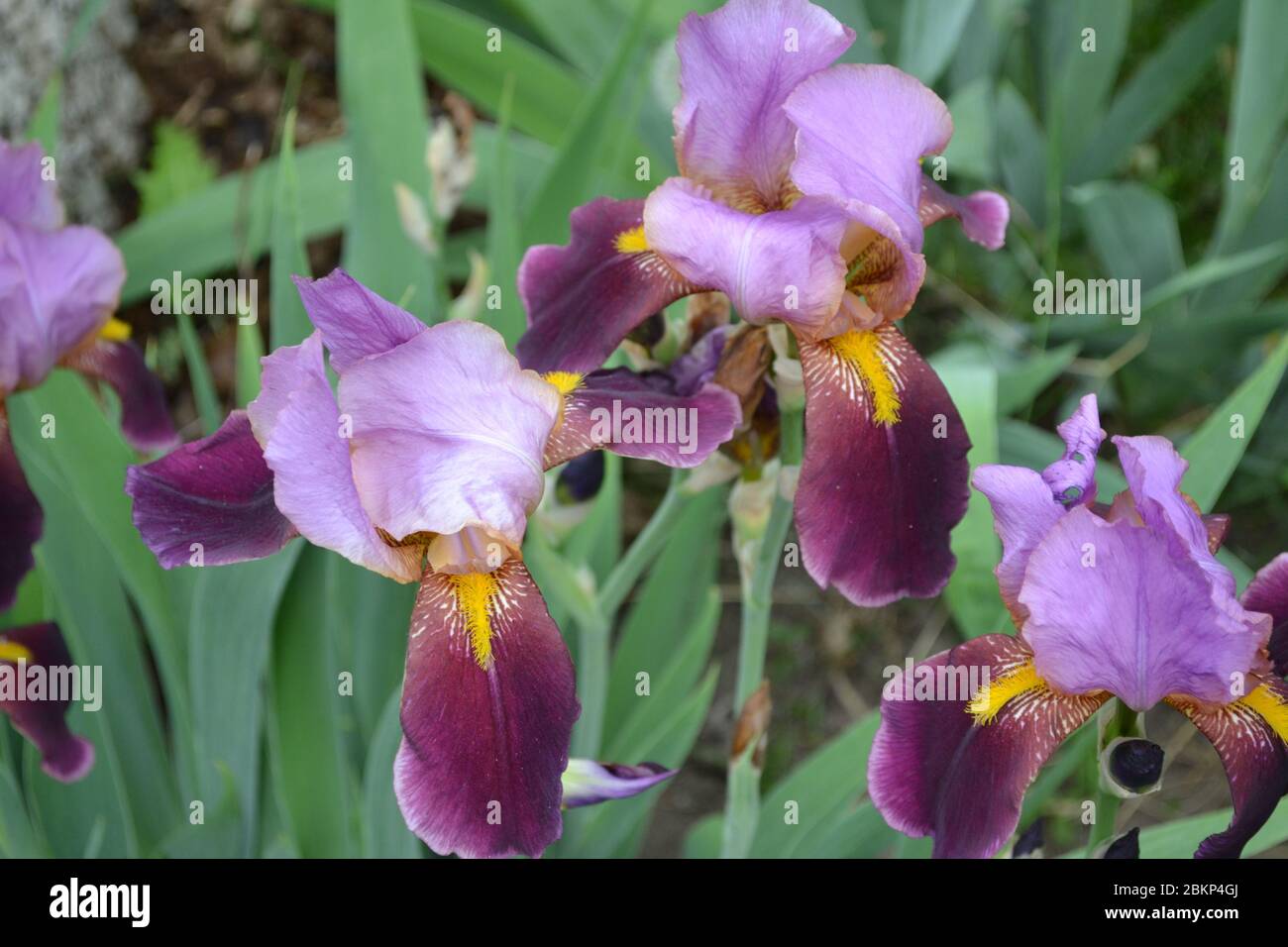 Jardin de la maison. Iris. Plante rhizomateuse vivace de la famille des Iris (Iridaceae) Banque D'Images