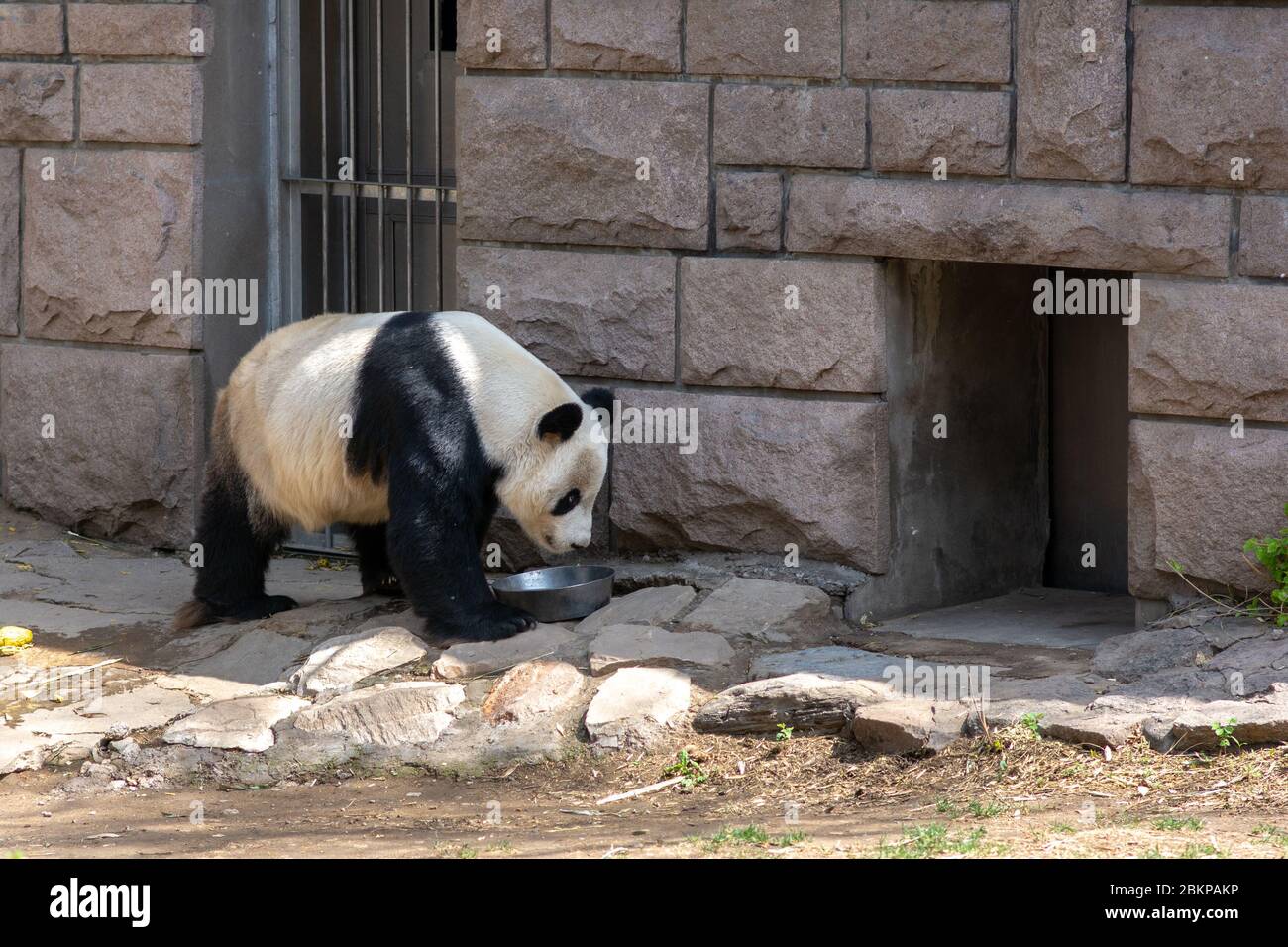 Mangeant de panda géant au zoo de Beijing, en Chine Banque D'Images