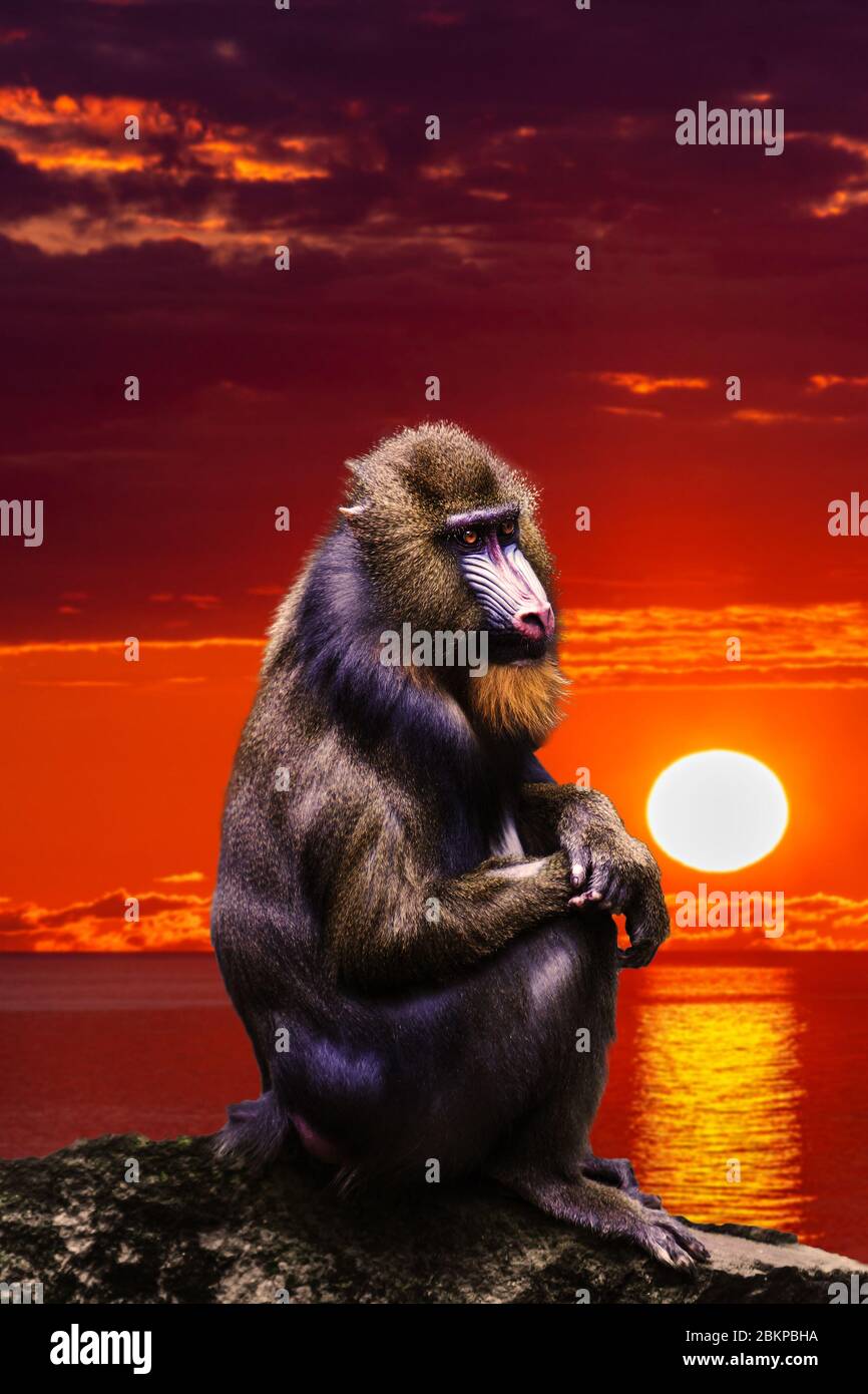 Portrait de Mandrill Monkey au coucher du soleil. Portrait d'un mandrill. Banque D'Images