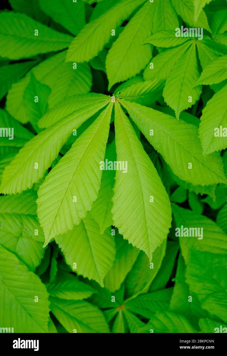 feuilles de châtaignier vert printemps, norfolk, angleterre Banque D'Images