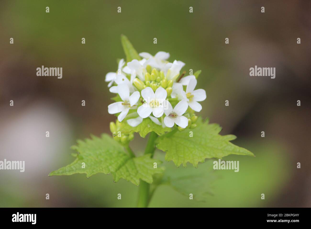Gros plan de la fleur de moutarde à l'ail au printemps Banque D'Images