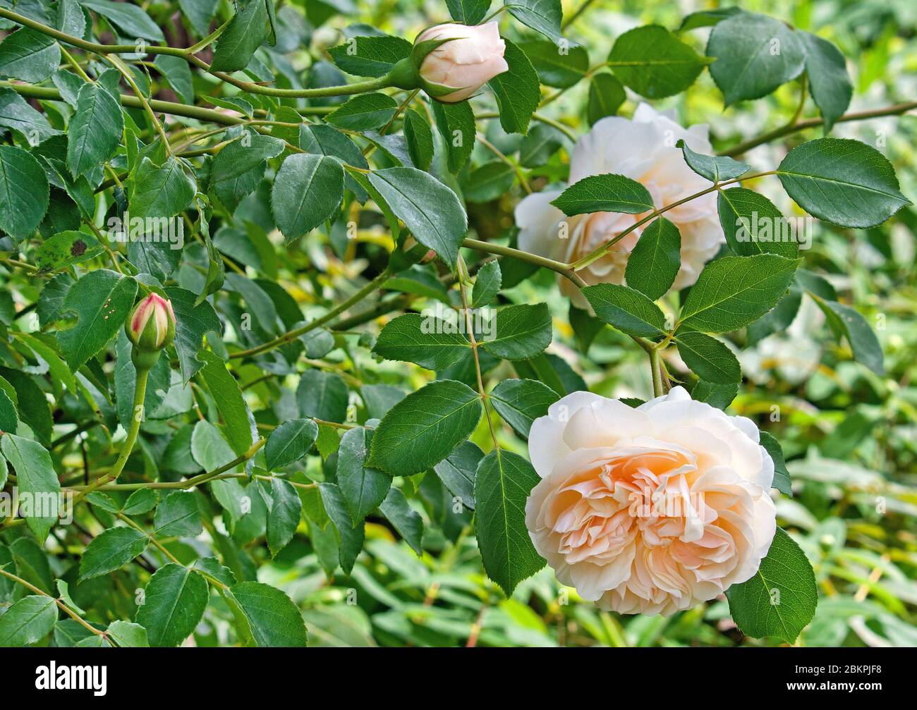 Pétales de rose de couleur crème Banque D'Images