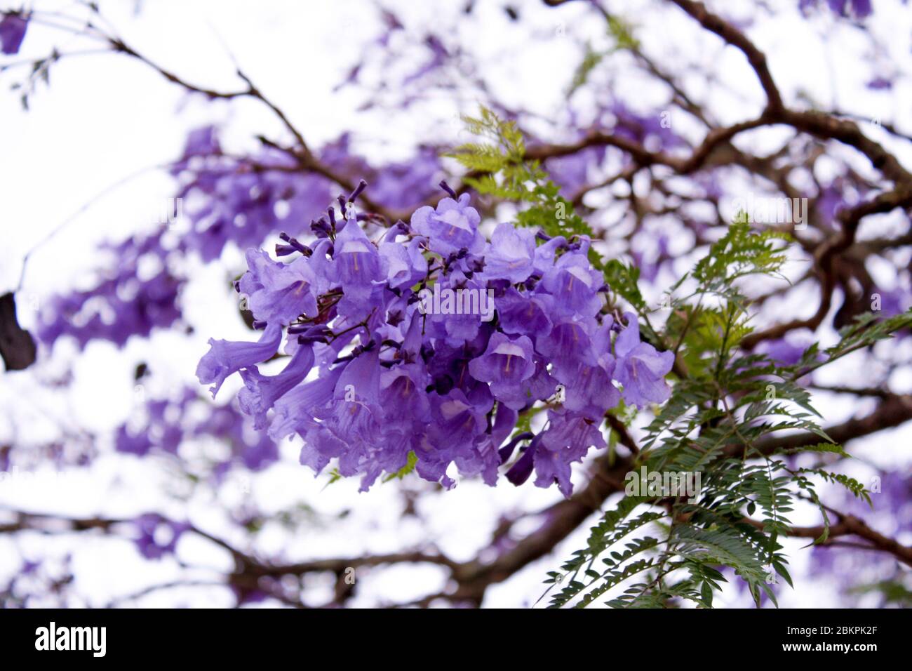Fleur de Jacaranda violette dans la zone rurale africaine Banque D'Images