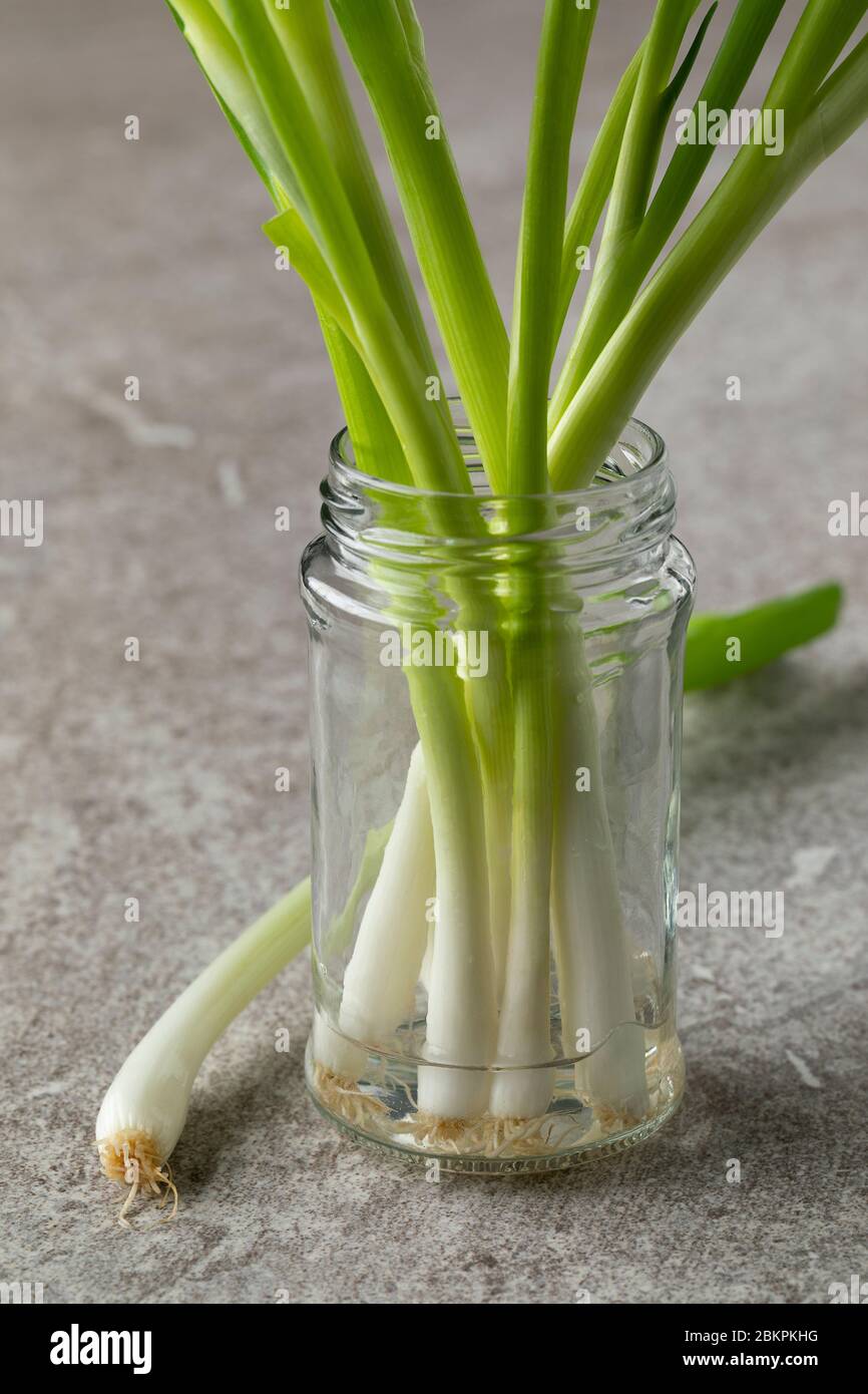 Des oignons de printemps frais dans un pot en verre avec de l'eau pour les garder frais de près Banque D'Images