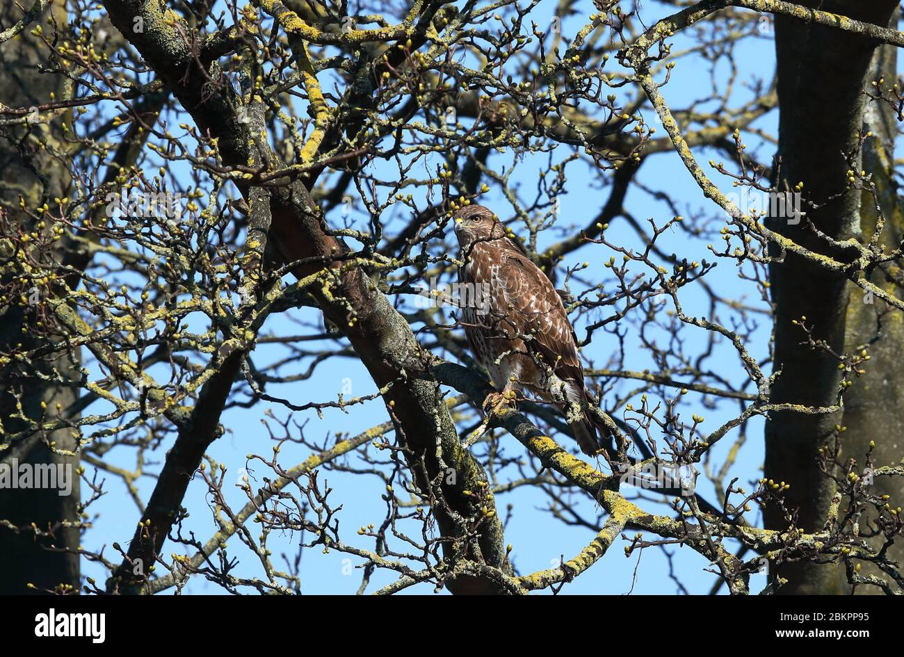 Bumbouard commun, buteo buteo, perché dans un arbre. Banque D'Images