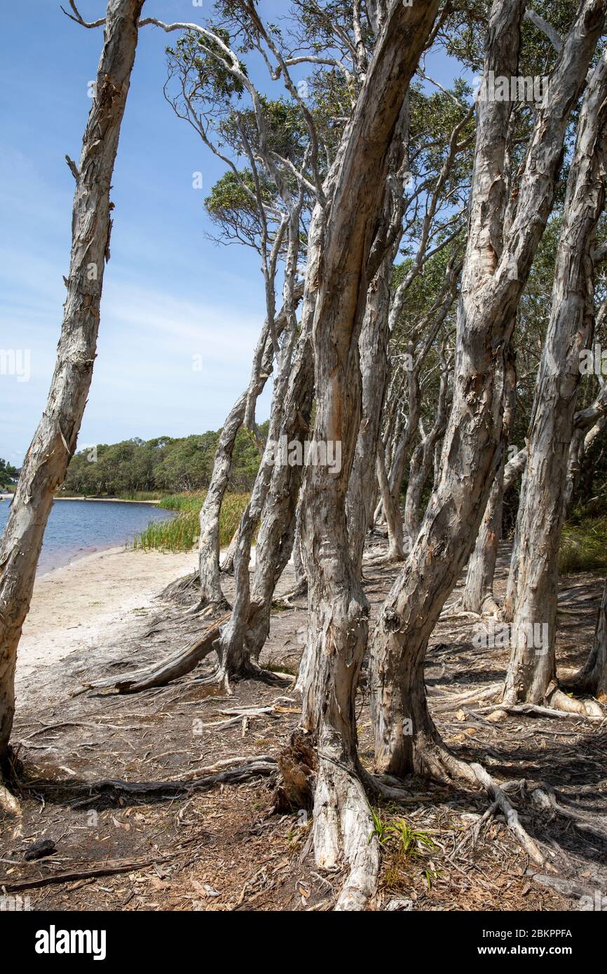 Lac Ainsworth à Lennox Head, dunal eau douce lac thé arbre taché brun des arbres environnants, Nouvelle-Galles du Sud, Australie Banque D'Images