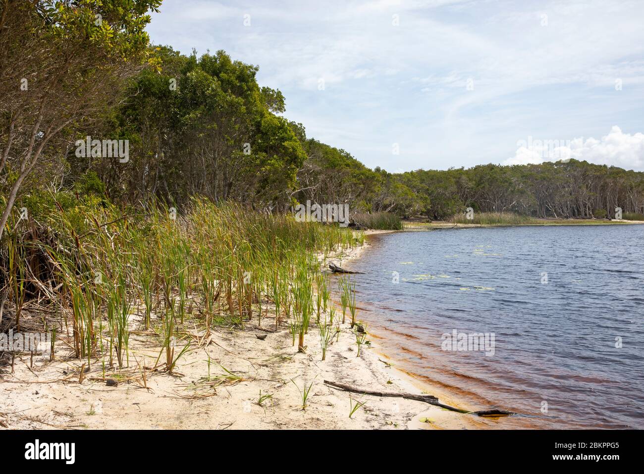 Lac Ainsworth à Lennox Head, dunal eau douce lac thé arbre taché brun des arbres environnants, Nouvelle-Galles du Sud, Australie Banque D'Images