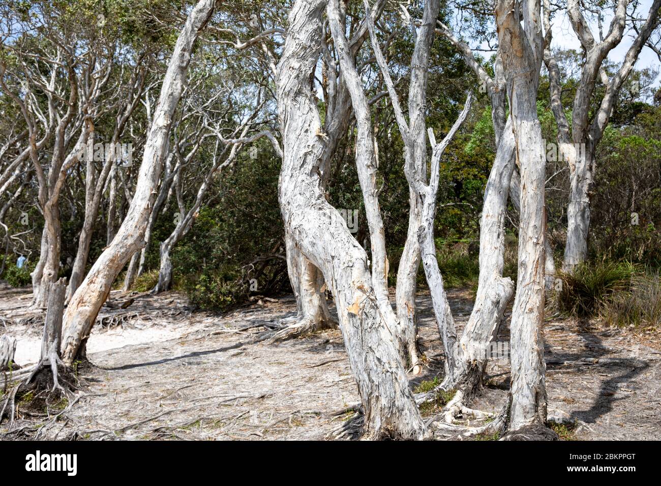 Tanin Banque D Image Et Photos Alamy