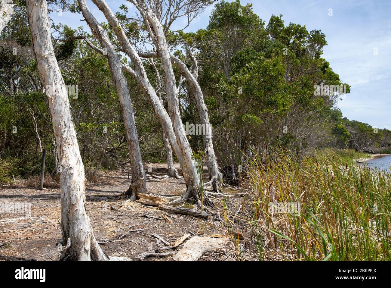 Lac Ainsworth à Lennox Head, dunal eau douce lac thé arbre taché brun des arbres environnants, Nouvelle-Galles du Sud, Australie Banque D'Images
