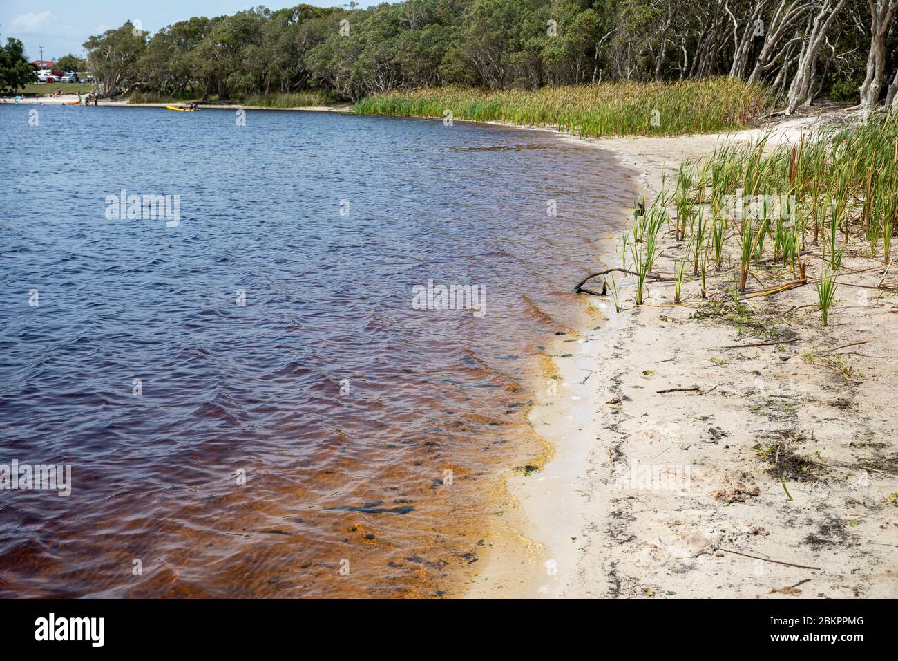 Lac Ainsworth à Lennox Head, dunal eau douce lac thé arbre taché brun des arbres environnants, Nouvelle-Galles du Sud, Australie Banque D'Images