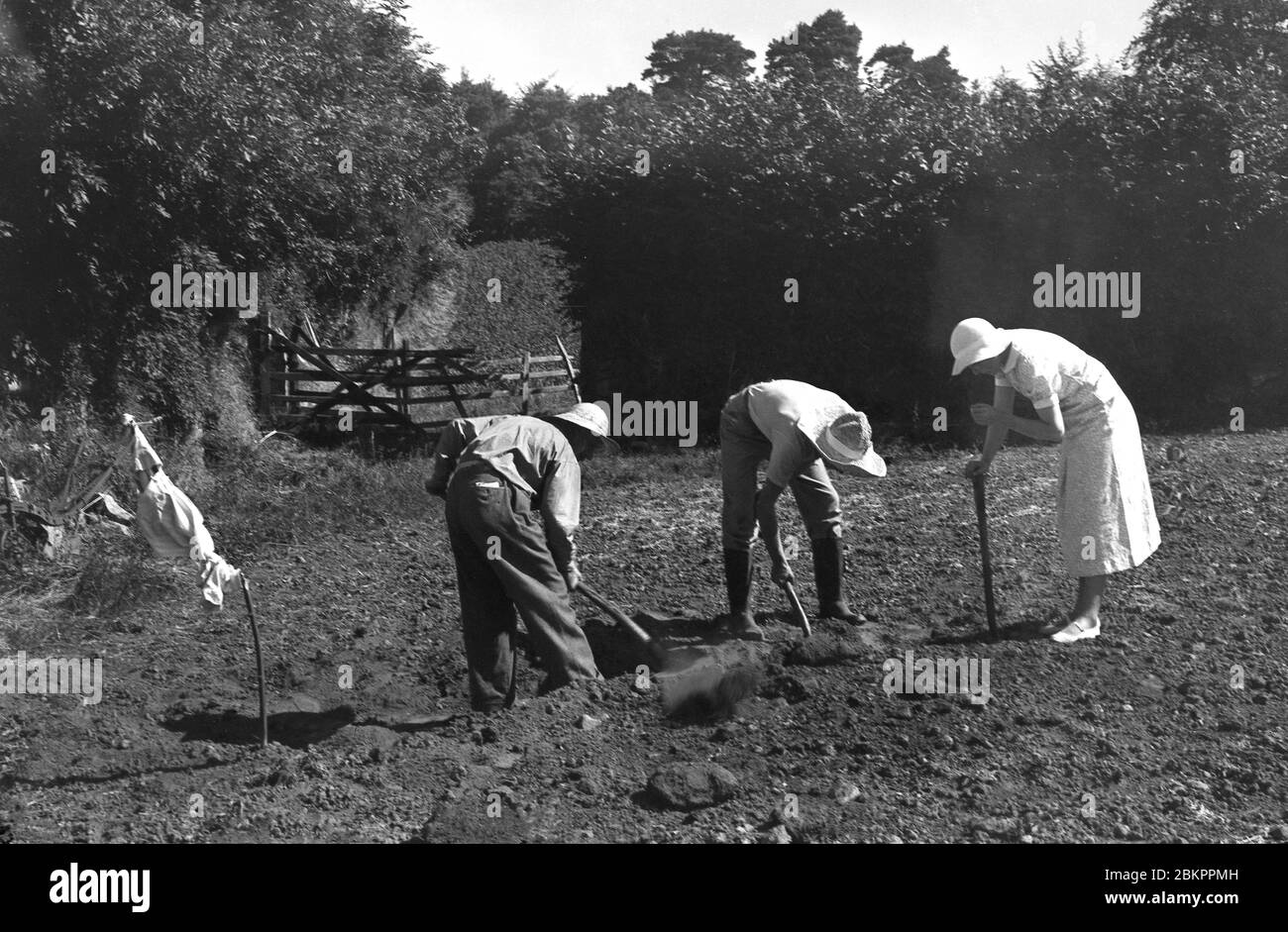Années 1930, historiques, estivales et deux ouvriers agricoles masculins penchés sur le creusement de terre dans un champ à la campagne, surveillés par une dame portant une longue robe et un chapeau d'été, Angleterre, Royaume-Uni. Banque D'Images