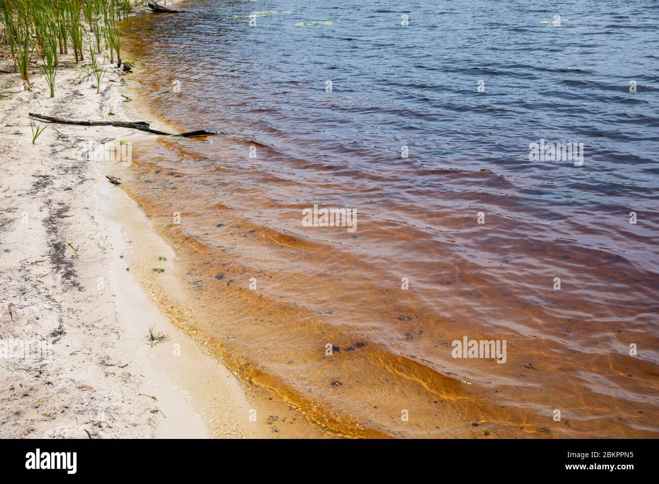 Lac Ainsworth à Lennox Head, dunal eau douce lac thé arbre taché brun des arbres environnants, Nouvelle-Galles du Sud, Australie Banque D'Images