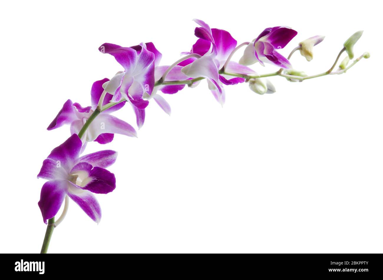 Beau bouquet de fleurs d'orchidées violettes. Bouquet d'orchidées tropicales de luxe magenta - dendrobium - isolé sur fond blanc. Prise de vue en studio. Banque D'Images
