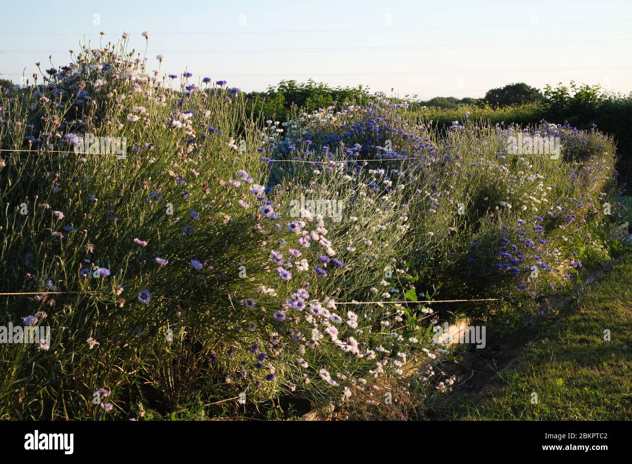 Bleuets Banque D'Images
