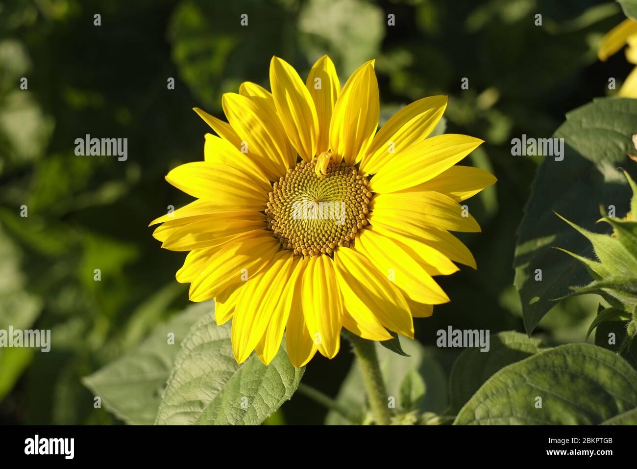 Tournesol Banque D'Images