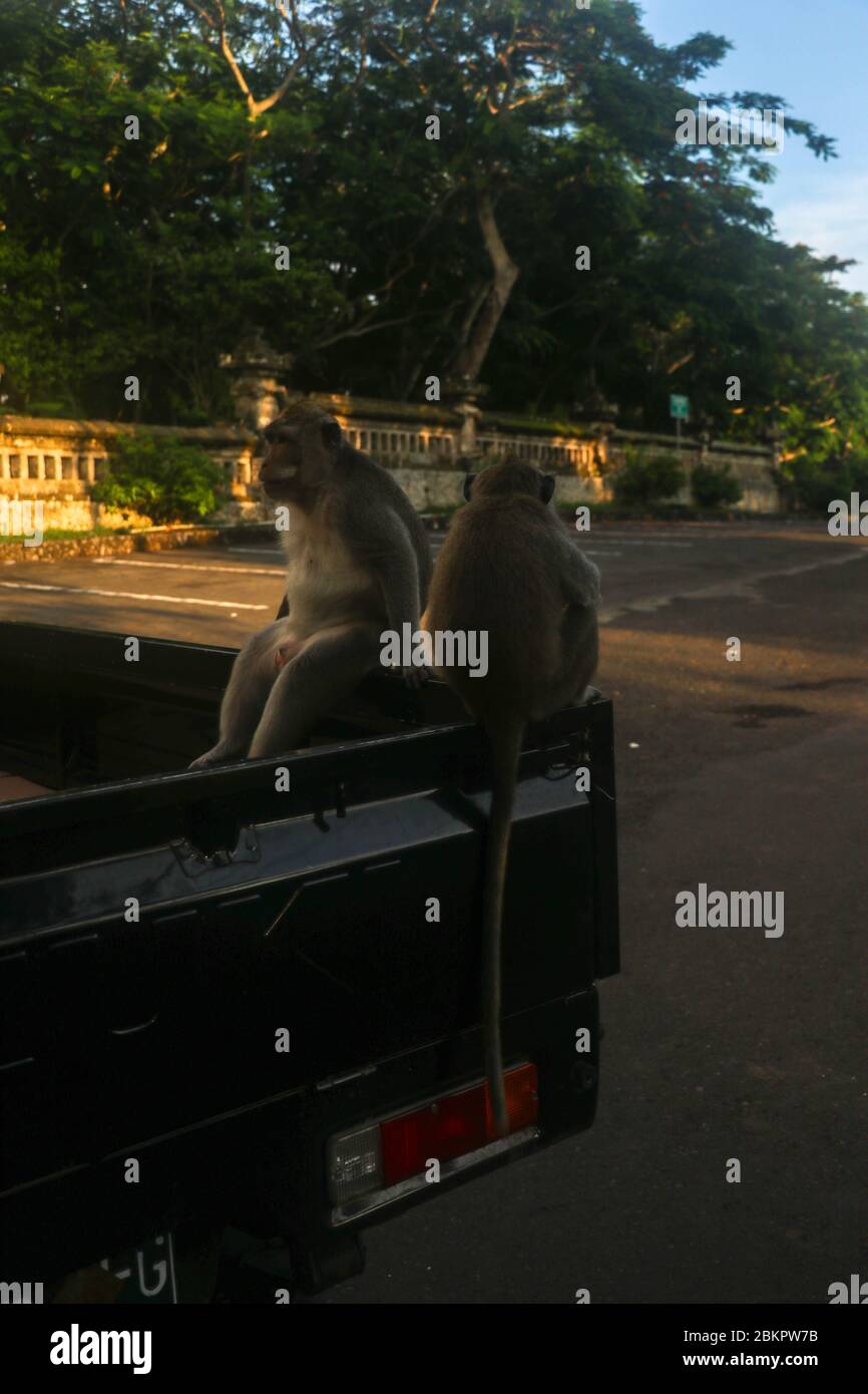 La macaque à queue longue se trouve à l'arrière d'un camion et mange des fruits tropicaux. Primate mâle gris avec banane à la main. Singe mangeant de la banane. Un singe est assis Banque D'Images