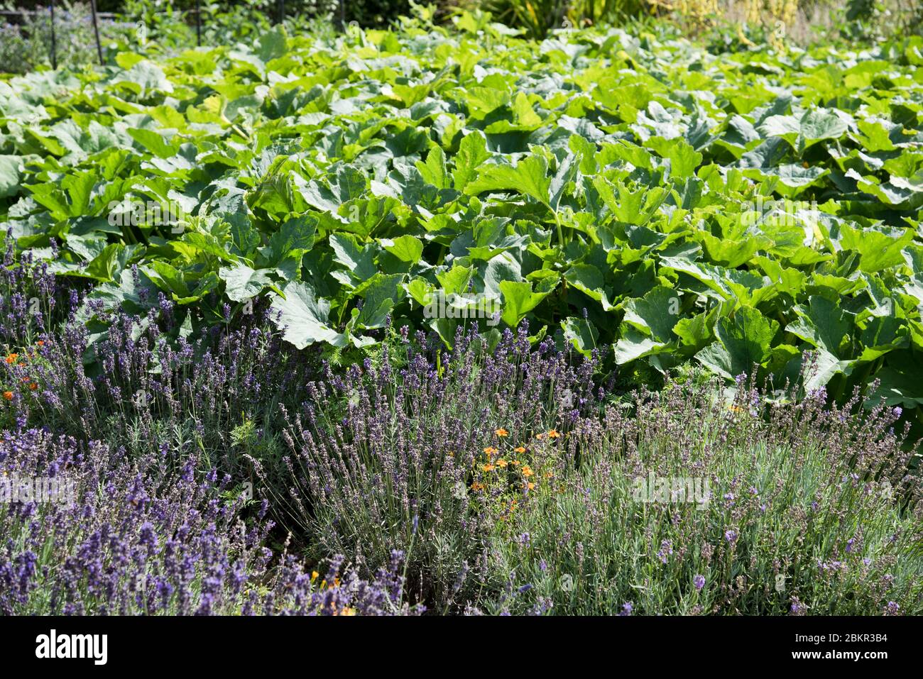 Pollinisation des insectes attirés par le potager en plantant de la lavande près de la zone de courge Banque D'Images
