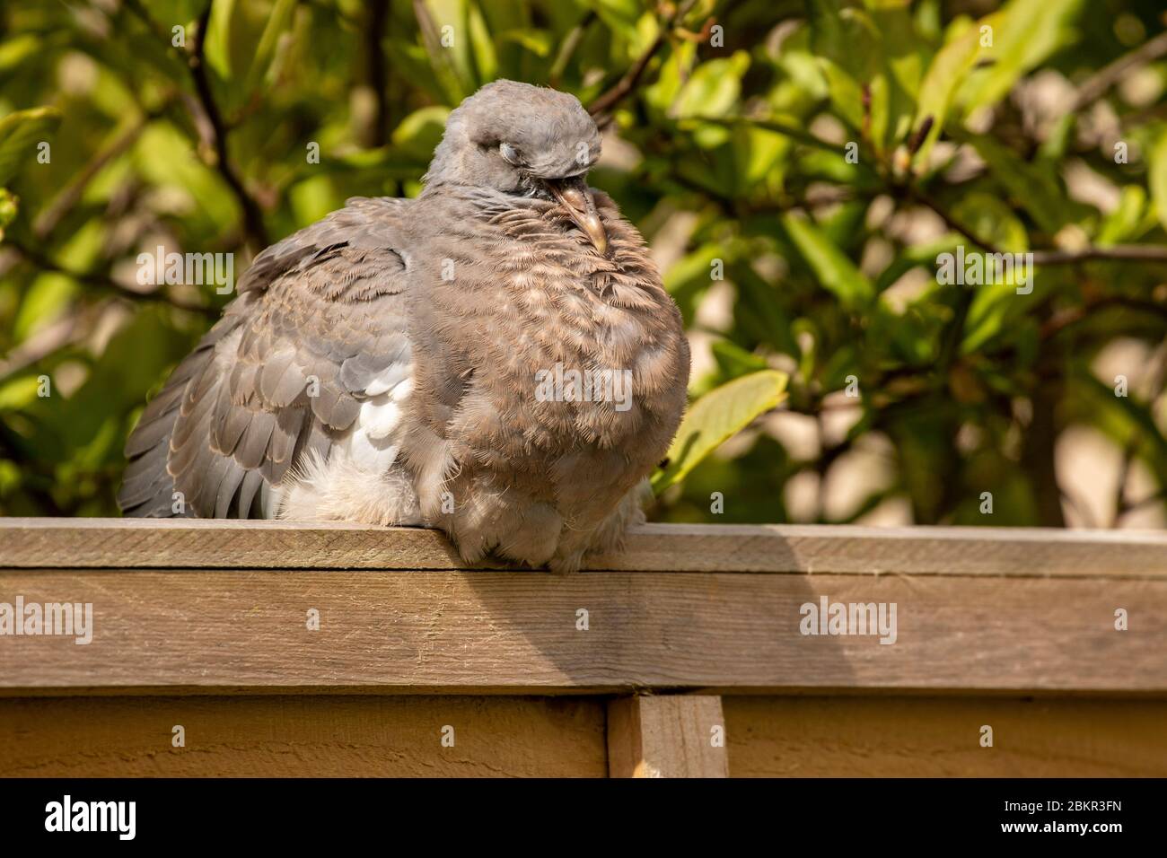 Jeune pigeon naissant reposant sur une clôture de jardin au soleil de  printemps Photo Stock - Alamy