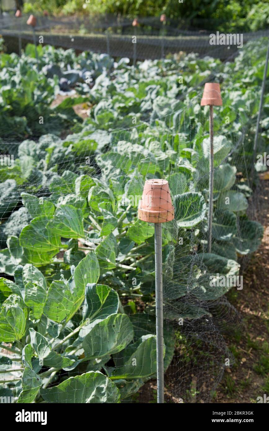 Choux et choux de Bruxelles dont la protection est protégée des animaux nuisibles du jardin par des filets en plastique. Banque D'Images