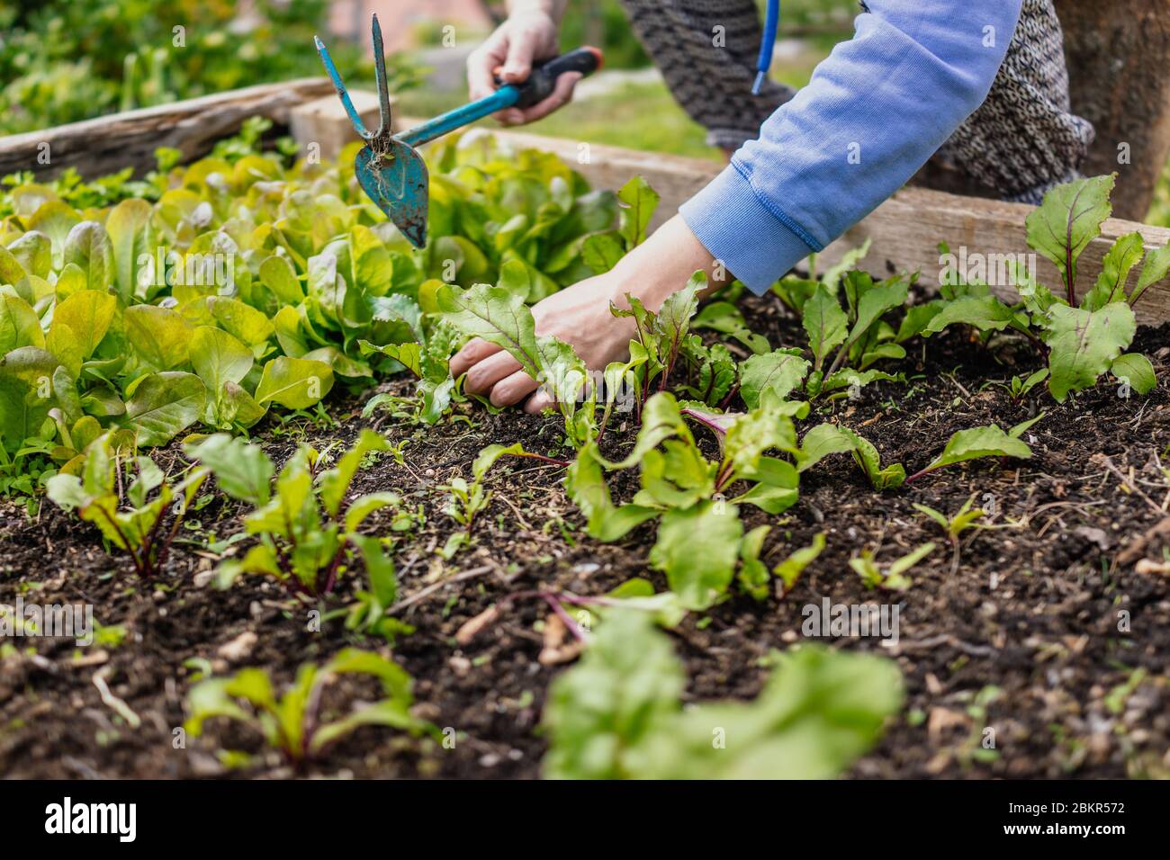 Femme cultivait des légumes dans son lit surélevé Banque D'Images