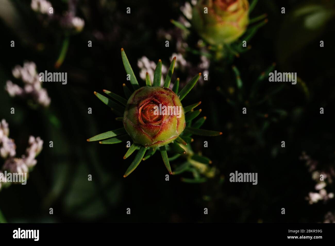 Macro photographie d'une plante faite avec des boutons de fleurs de couleur Banque D'Images
