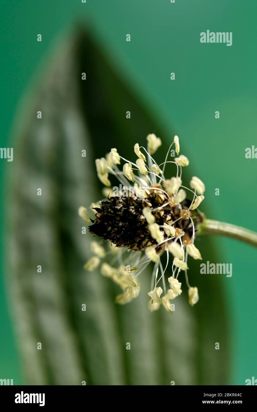 France, territoire de Belfort, Belfort, jardin, Plantago lanceolata, fleur, feuille Banque D'Images