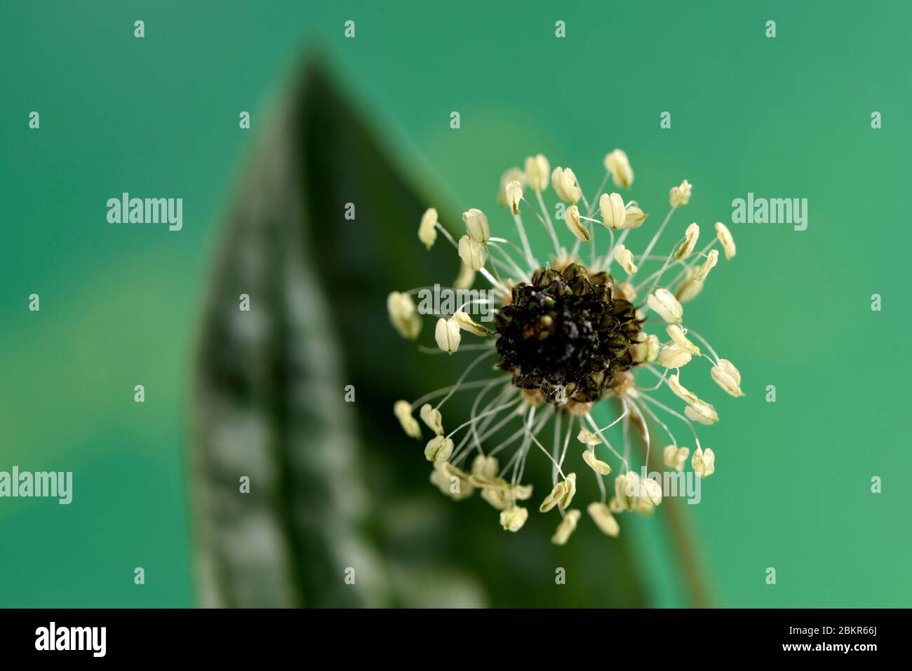France, territoire de Belfort, Belfort, jardin, Plantago lanceolata, fleur, feuille Banque D'Images