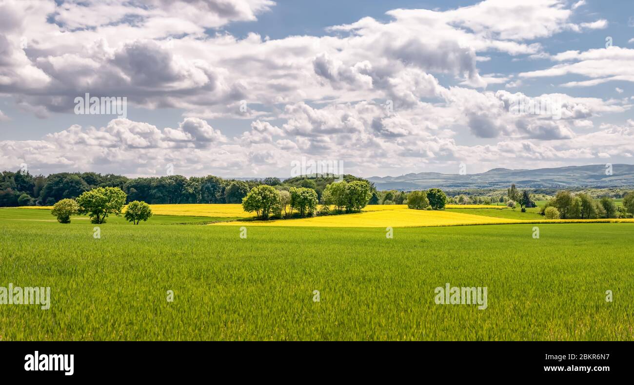 Terres agricoles avec arbres au printemps, paysage avec champs de colza à fleurs jaunes à Westerwald, vue sur les collines Eifel, Rhénanie-Palatinat Banque D'Images