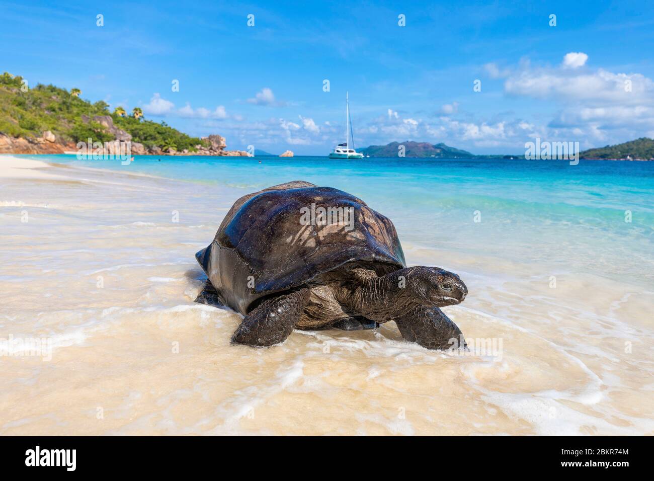 Seychelles, île Curieuse, tortue géante sur la plage de San Jose Banque D'Images