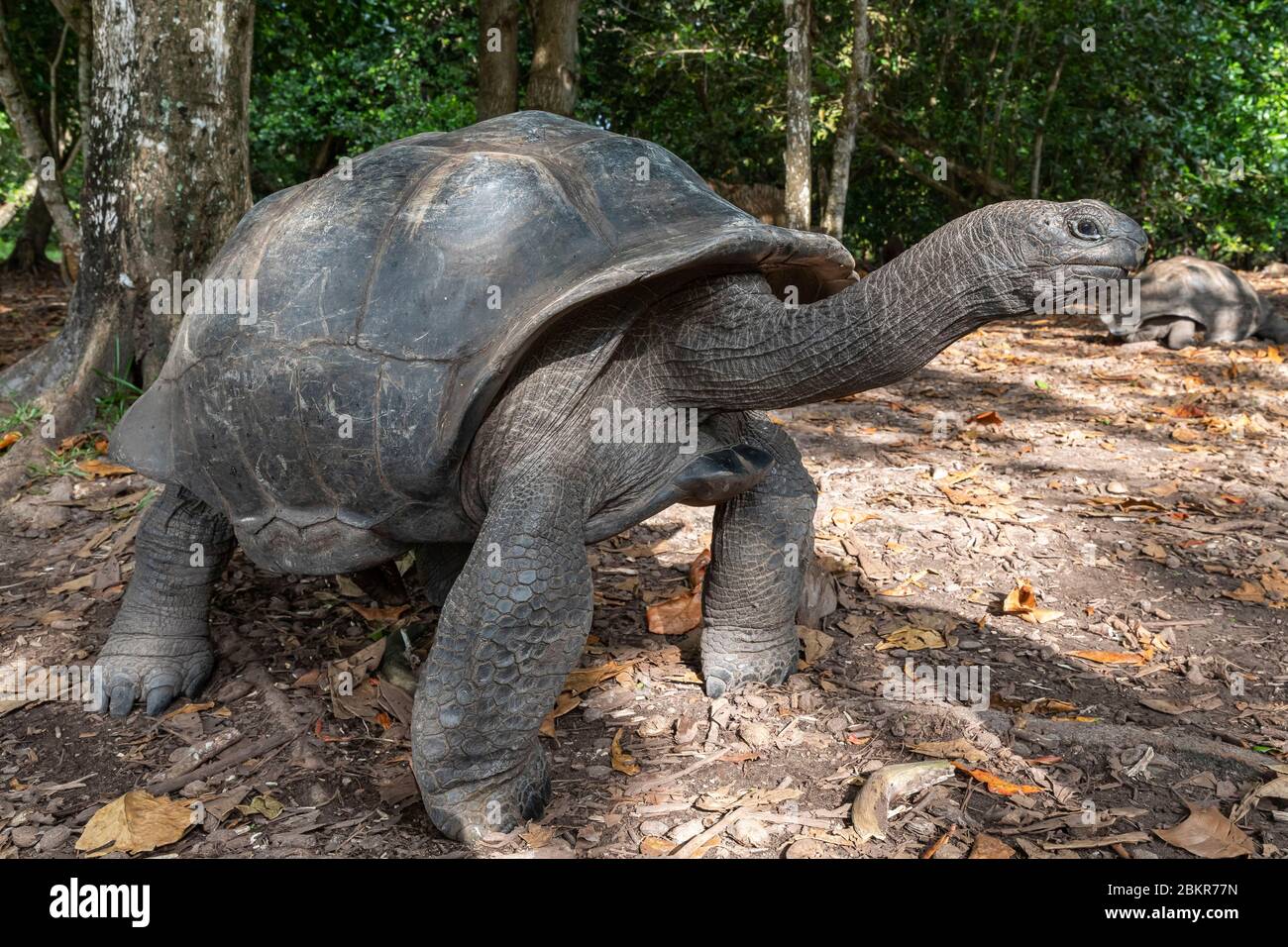 Seychelles, parc national de l'ile Curieuse, tortue géante Banque D'Images