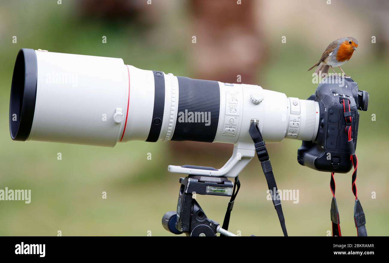 Un Robin européen (erithacus Rubecula) se présente sur l'appareil photo Canon d'un photographe de la faune et sur un téléobjectif 500 mm dans un jardin résidentiel britannique. Banque D'Images