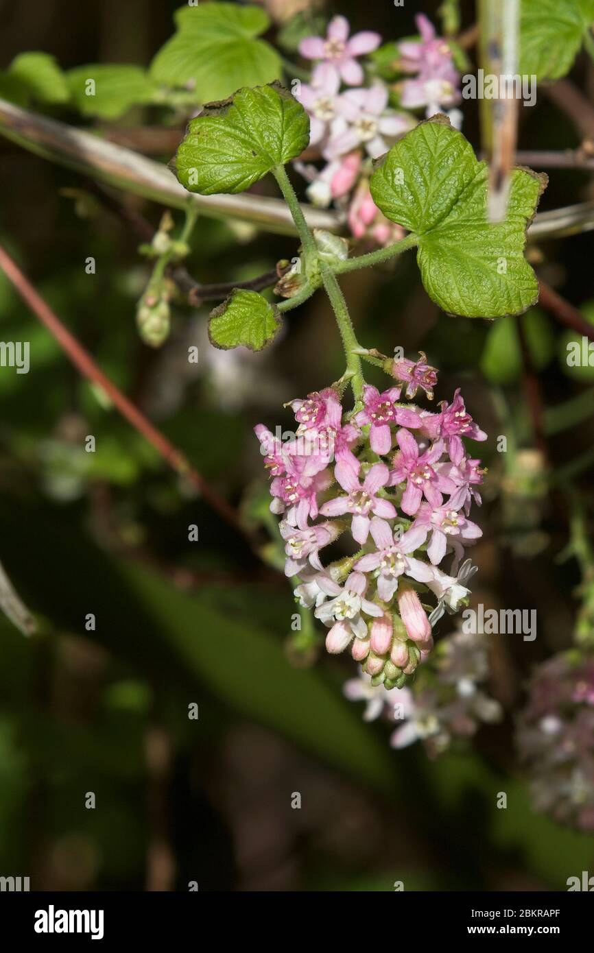 Currant Floraison (Ribes sanguineum), Cornouailles, Angleterre, Royaume-Uni. Banque D'Images