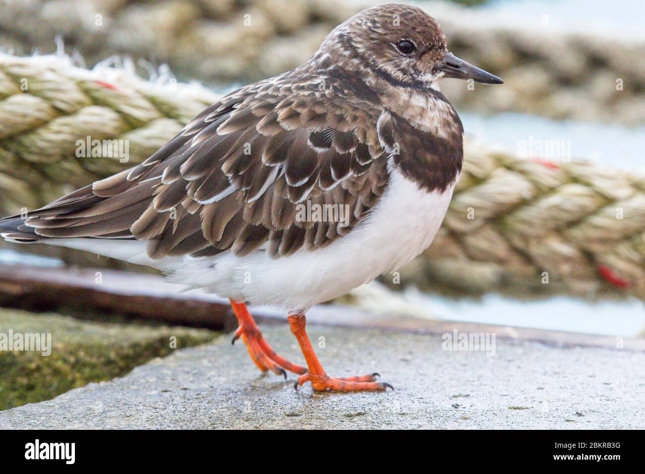 Ruddy Turnstone (Arenaria interprés), adulte en plumage d'hiver dans le port de Newlyn, Cornwall, Angleterre, Royaume-Uni. Banque D'Images