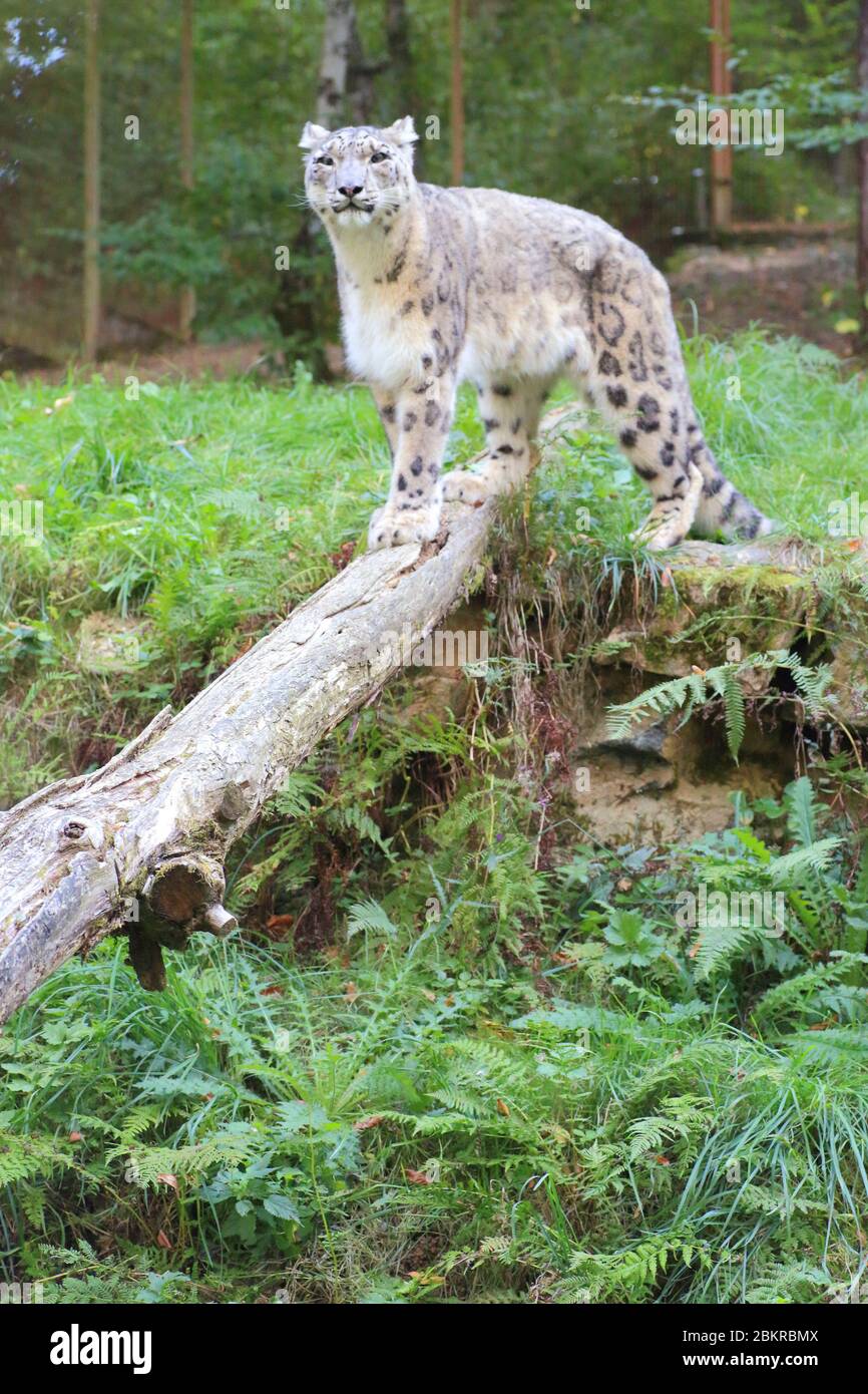 France, haute Vienne, le Vigen, parc zoologique de Reynoou ouvert en 1997, léopard des neiges (Panthera uncia) Banque D'Images