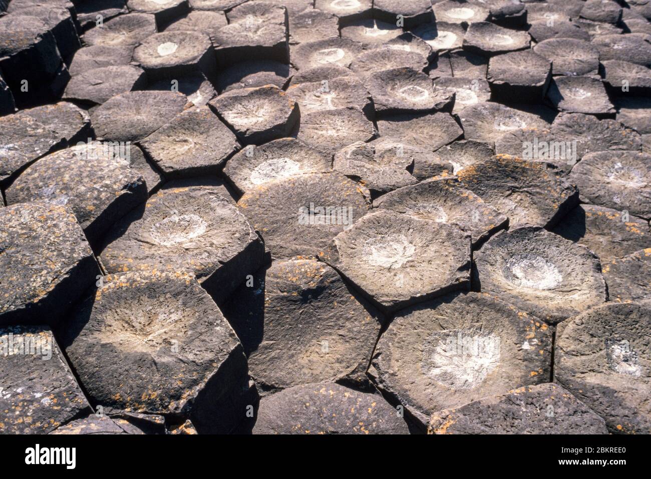 Le Giants Causeway Basalt Columns County Antrim Northen Irlande site classé au patrimoine mondial de l'UNESCO Banque D'Images