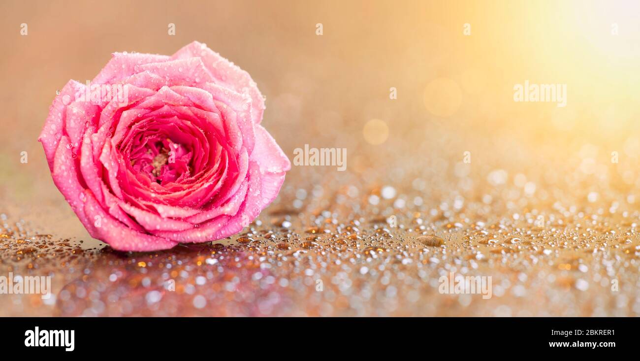 Jolie Fleur Avec Gouttes D Eau Fond De Carte D Invitation De Mariage Photo Stock Alamy