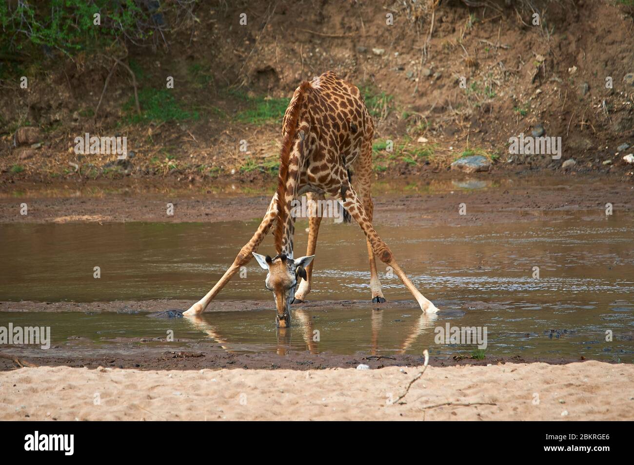 Une girafe juvénile chevauche ses jambes avant pour boire. Un exercice dur pour obtenir de l'eau Banque D'Images