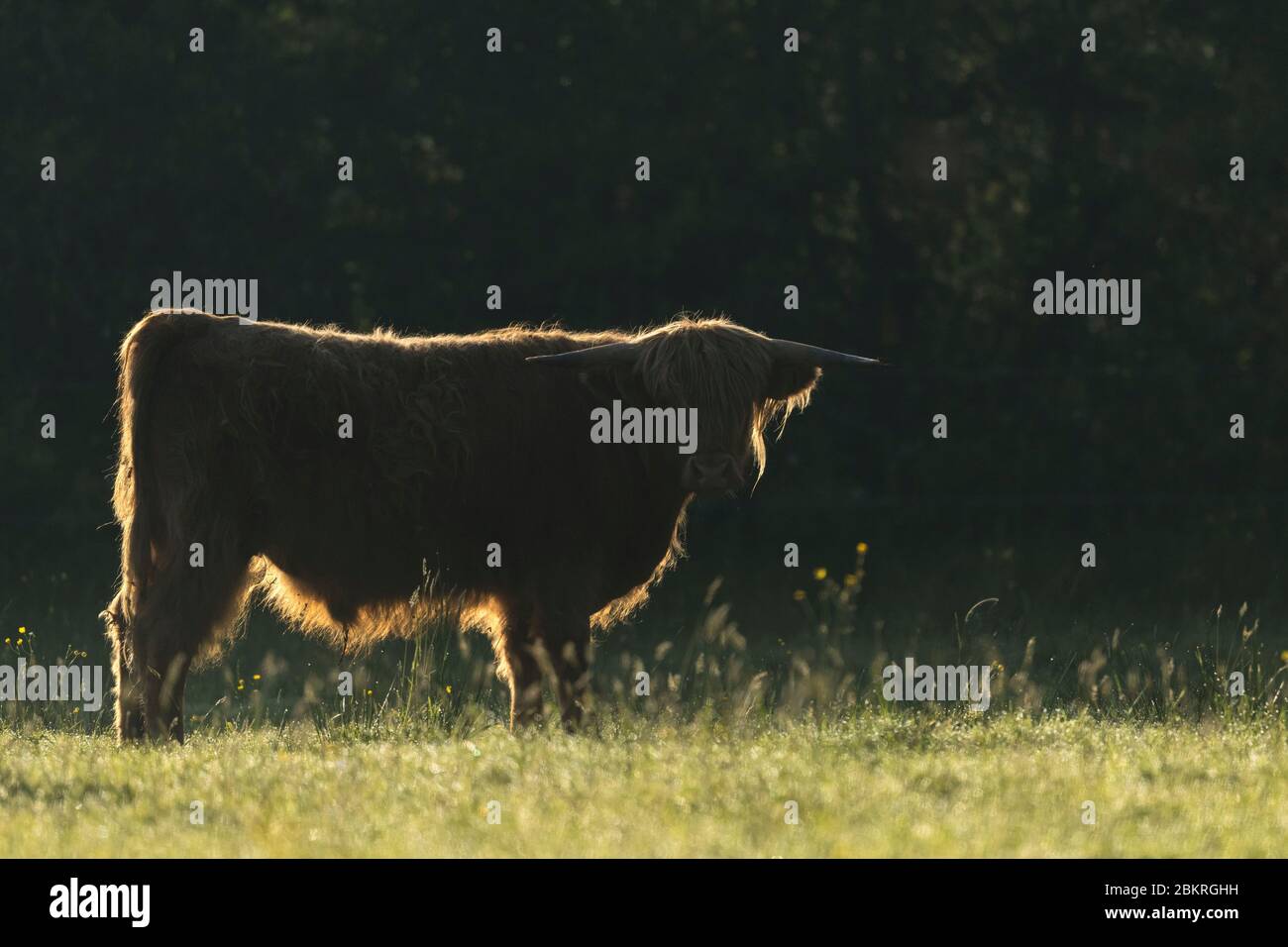 France, Ille-et-Vilaine, Iffendic, vache de la race Highland utilisée pour l'entretien des prés du site naturel de Careil Banque D'Images