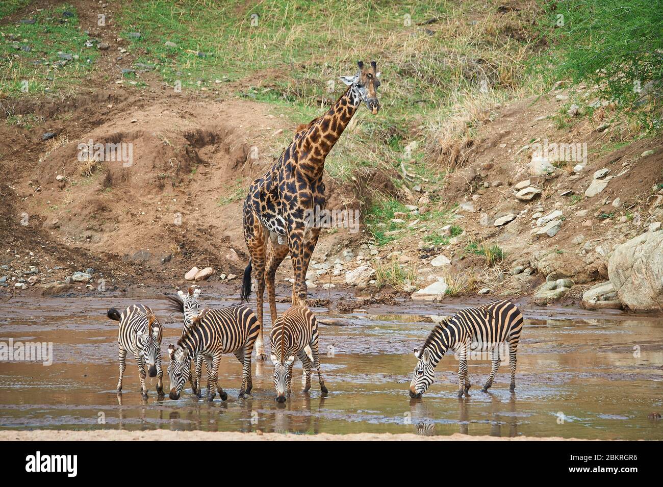 Une grande girafe surplombant des zèbres dans un endroit aquatique de la vallée de Tarangire Banque D'Images