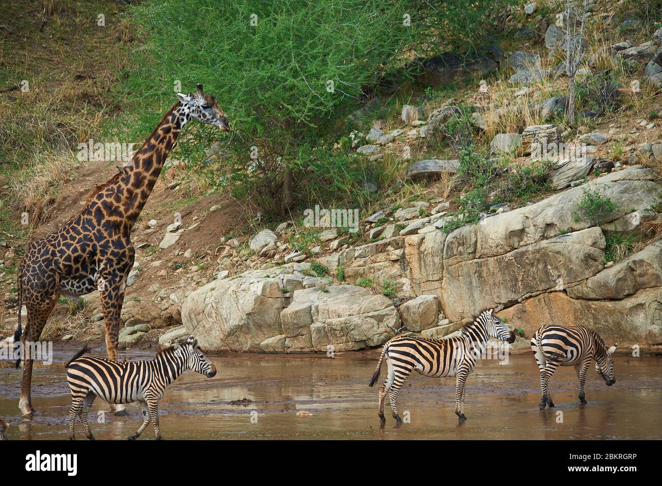 Une grande girafe surplombant des zèbres dans un endroit aquatique de la vallée de Tarangire Banque D'Images
